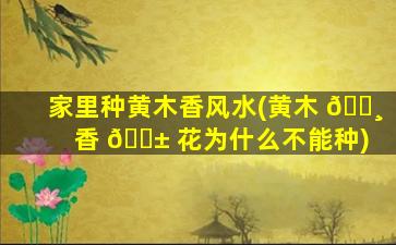 家里种黄木香风水(黄木 🌸 香 🐱 花为什么不能种)